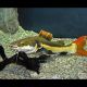 Phractocephalus hemioliopterus 15 cm - Poisson chat géant à queue rouge 18,50 €