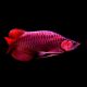 Scleropages formosus - SUPER RED (2475) 35cm avec CITES et micropuce