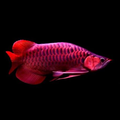 Scleropages formosus - SUPER RED (2475) 35cm avec CITES et micropuce