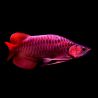 Scléropage formosus - super red (25/2475) 30cm avec cites et micropuce