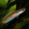 Channa bleheri 8-10 cm
