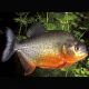 Pygocentrus nattereri 5 - 7 cm le lot de 2 18,50 €