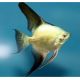 Pterophyllum Scalare Bulgarian NEW / RARE 5-6 cm 9,50 €