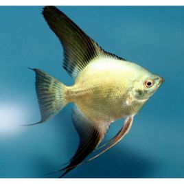 Pterophyllum Scalare Bulgarian NEW / RARE 5-6 cm 9,50 €