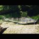 Pseudoplatystoma Fasciatum 30-40cm