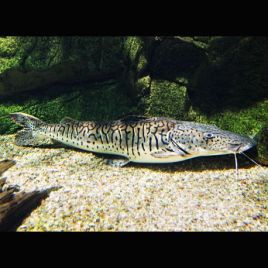 Pseudoplatystoma Fasciatum 30-40cm