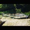 Pseudoplatystoma Fasciatum 30-40cm