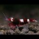 Caridina Cantonensis wine red lot de 5