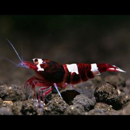 Caridina Cantonensis wine red lot de 5