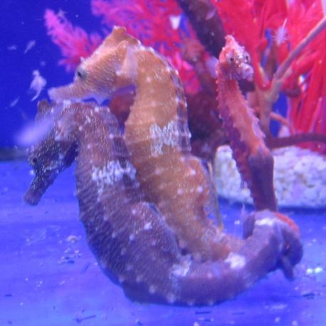 Hippocampus Erectus COUPLE élevage (10-12 cm) - Mangent parfaitement du surgelé.