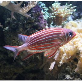 Sargocentron 10-12 cm