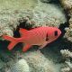 Myripristis 10-12 cm 57,50 €
