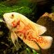 Astronotus Ocellatus Oscar tigrés Rouge albinos 10-12cm lot de 2