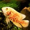 Astronotus Ocellatus Oscar tigrés Rouge albinos 5cm lot de 2