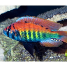 Haplochromis ruby green