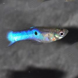 Guppys Endler Japan Blue Poecillia Wingei par couple