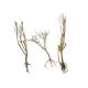 Raçine Desert Tree  9,50 €