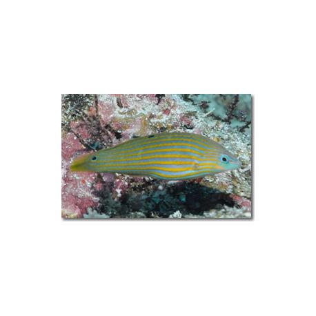 Halichoeres Melanurus juvénile 5-7 cm