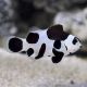 Amphiprion Ocellaris Black Storm 3-4 cm  élevage (LOT DE 2)
