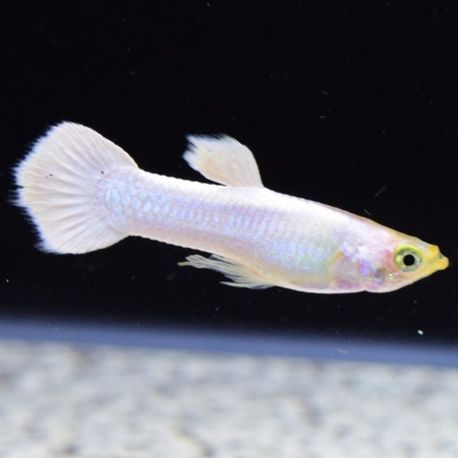 Guppy mâle platinum full white