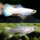 couple guppy full white