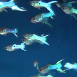 Guppy wingei japan blue double lyre