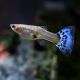 Guppys femelles bleu/rouge (Poecilia reticulata)