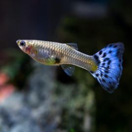 Guppys femelles bleu/rouge (Poecilia reticulata)