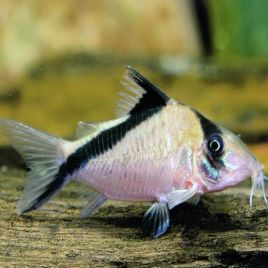 Corydoras melini lot de 2