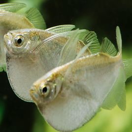 Thoracocharax stellatus 5,50 €