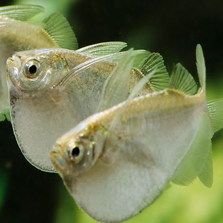 Thoracocharax stellatus 5,50 €