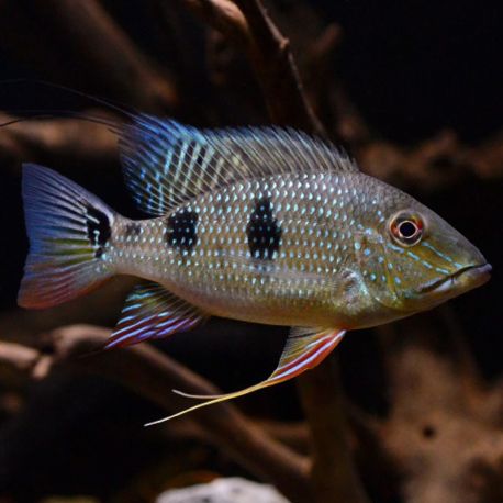 Satanoperca daemon 10-12 cm 