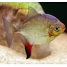Myleus rubripinnis 8-10cm
