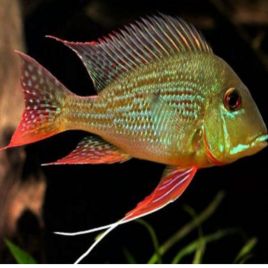 Geophagus surinamensis