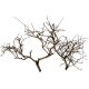 Photinia Wood par pièce 6,95 €