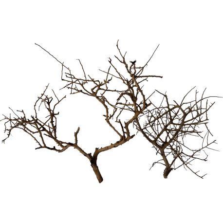 Photinia Wood par pièce 6,95 €
