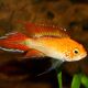 Aistogramma agassizi red Fire XL le couple