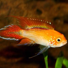 Aistogramma agassizi red Fire XL le couple