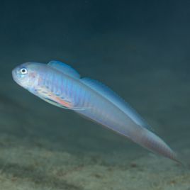 Oxymetopon cyanoctenosum 8-12 cm
