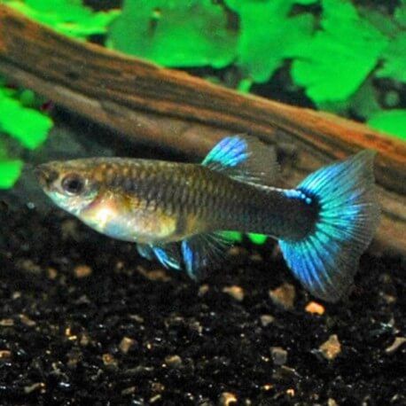 guppy femelle blue select