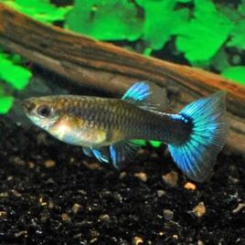 guppy femelle blue select lot de 5