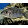 Aulonocara femelle Mix 10cm