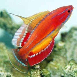 Paracheilinus carpenteri mâle : 3-5 cm 43,50 €