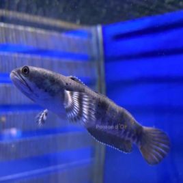 Channa pulchra blue 20cm 