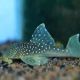 Hemiacnistrus sp L-128- Blue phantom 6cm