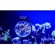 Maxspect Pastel Reef Magnifier L