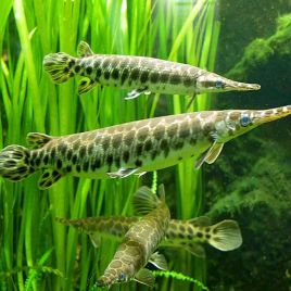 Lepisosteus oculatus 10cm