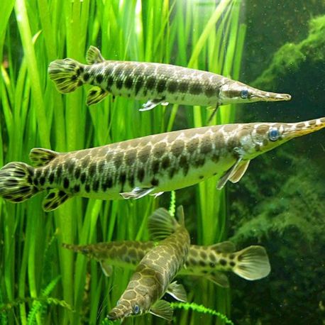 Lepisosteus oculatus 10cm 47,50 €