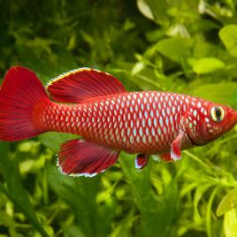Nothobranchius korthosae le couple
