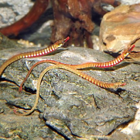 Enneacampus Ansorgii (sygnathes d’eau douce)- Rare lot de 2